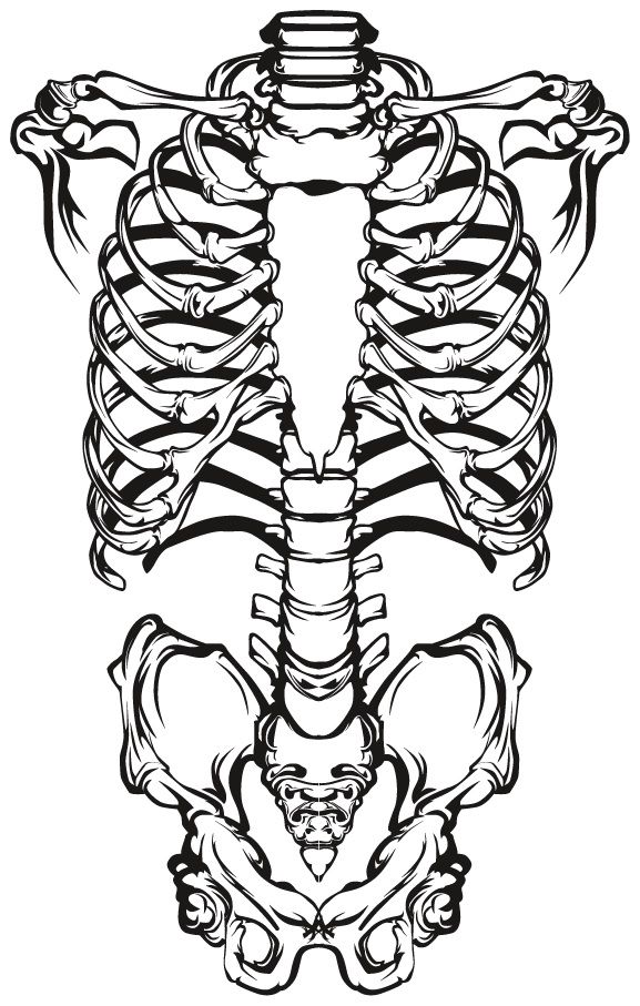 Skeleton Vector - Dezin