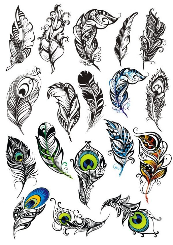 Beautiful feathers Vector File free
