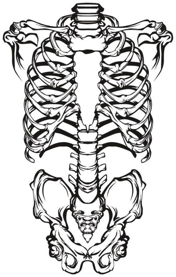 Skeleton Vector